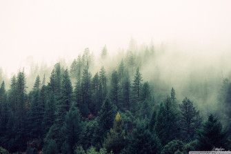 Trees Ultra HD Desktop Background Wallpaper For 4k UHD Tv