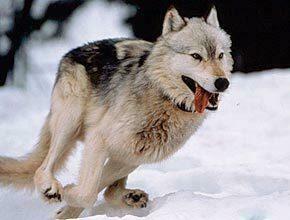 How Fast Have Wolves Been Clocked Running The
