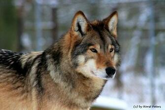 Timber Wolf Wallpaper