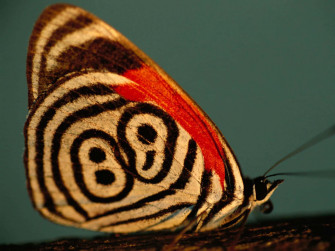 The Joy Of Capturing Butterflies Wallpaper