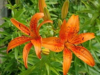Tiger Lily Flower Computer Wallpaper Desktop Background Kb