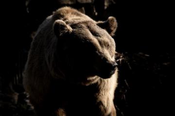 Brown Grizzly Bear Crawling In The Woods Photo Spania Image