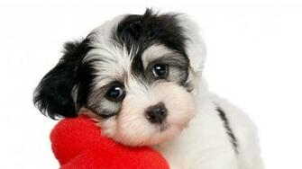 Valentine S Day Puppies Wallpaper Px Kb