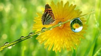 Rain Drop Butterfly Wallpaper HD
