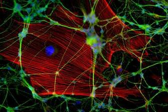 Biochemistry Full HD Quality Wallpaper Widescreen