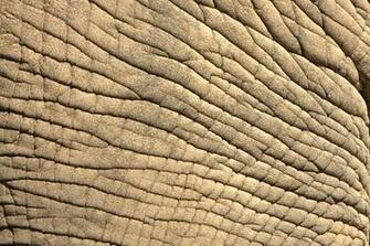 Elephant Skin By Bonseye
