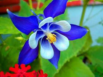 Blue Orchid Flower Wallpaper With White