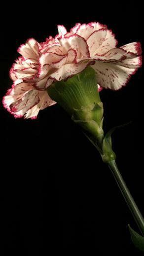 Carnations Moto E Wallpaper