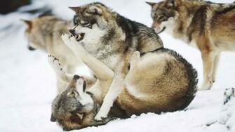 Wallpaper De Lobos Fondos Pantalla