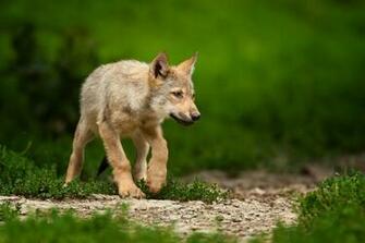 Cute Baby Wolf Wallpaper
