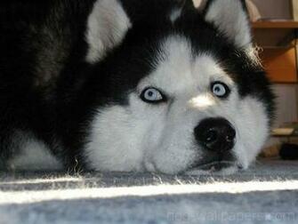 Husky Wallpaper
