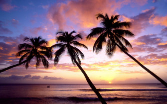 Palm Tree Wallpaper HD