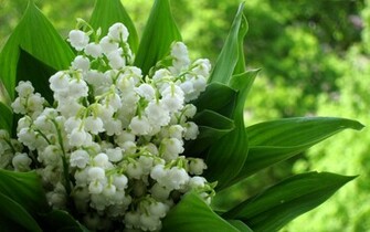 Lily Of The Valley Wallpaper
