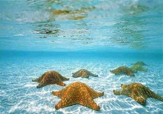 Widescreen Wallpaper55 Best Wallpaper For Pcs Laptops