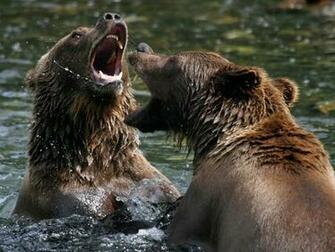HD Wild Animal Wallpaper