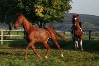American Saddlebred Stock By Luda