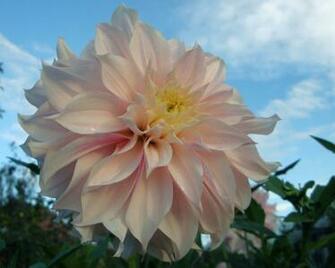 Peony Desktop Pc And Mac Wallpaper