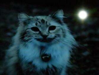 Cheshire Cat