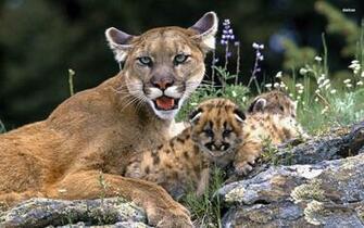Design Desktop Young Mountain Lion Image