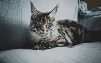 Wallpaper Maine Coon Cat Gray Glance Pet 4k