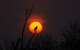 Tietz Silhouette Sun Tree Sunset Branches Wildlife Wallpaper