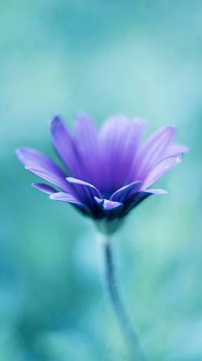 Purple Flower