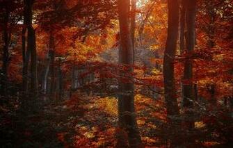 Leaves Purple Maroon Yellow Nature Wallpaper Photos Pictures