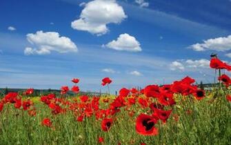 Russian Pictures Wallpaper Flowers Ni725324
