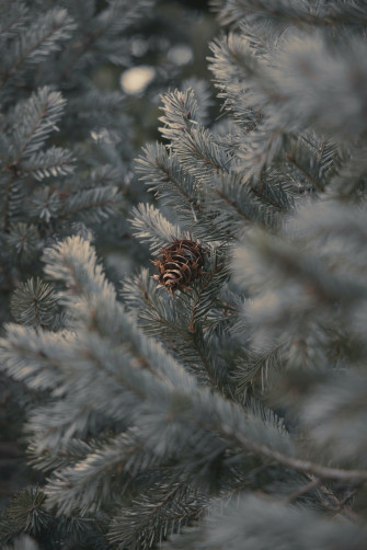 Green Pine Tree Covered With Snow Photo Grey Image
