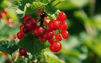Red Berries Cute Girl Wallpaper Png Transparent Best Stock Photos