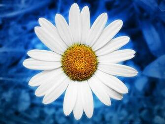 Locusart Photography Wallpaper Energy Blue Daisy