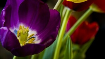 Flower Wallpaper Purple Flowers