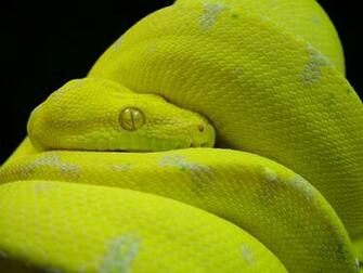 Green Tree Python Wallpaper Kofiau