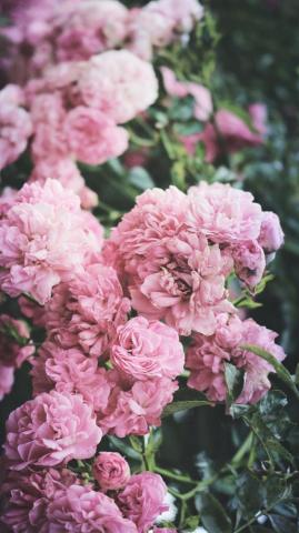Cute Pink Peonies iPhone Wallpaper Preppy