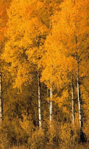 High Resolution Mobile Wallpaper Background Photos