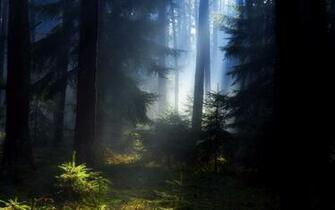 Black Forest Wallpaper