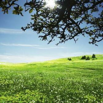 Green Meadow