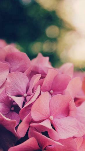 Floral iPhone Plus Wallpaper For A Sunny Spring Preppy
