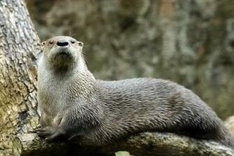 Otter Graphics Code North American River Comments Pictures