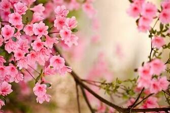 Peach Spring Flowers