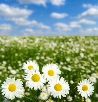 Nature Wallpaper