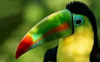 Toucan Parrot Bird Tropical Wallpaper