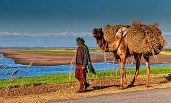 Nice To See A Camel Other Than Desert Marala Village Near Sialkot