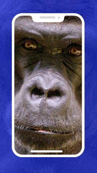 4k Gorilla Wallpaper Apk Android