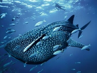 Shark Wallpaper