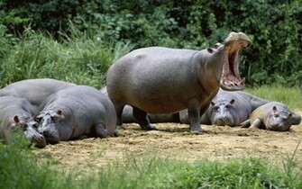 Wildlife Of The World Hippopotamus Animal