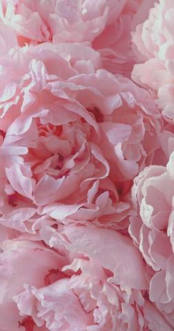 Frances Guevarra On Sfondi Pink Wallpaper iPhone Flower
