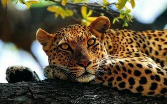 All About Animal Wildlife Cheetah Cool HD Wallpaper