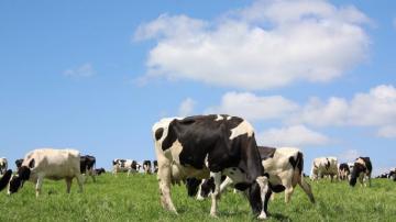 Cow Background For Your Desktop