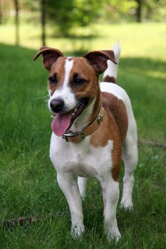 Jack Russell Terrier Wallpaper HD Image